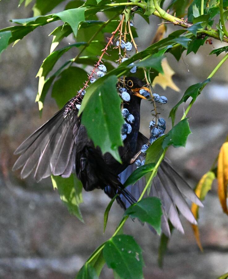 2026-06-25 4 Blackbird